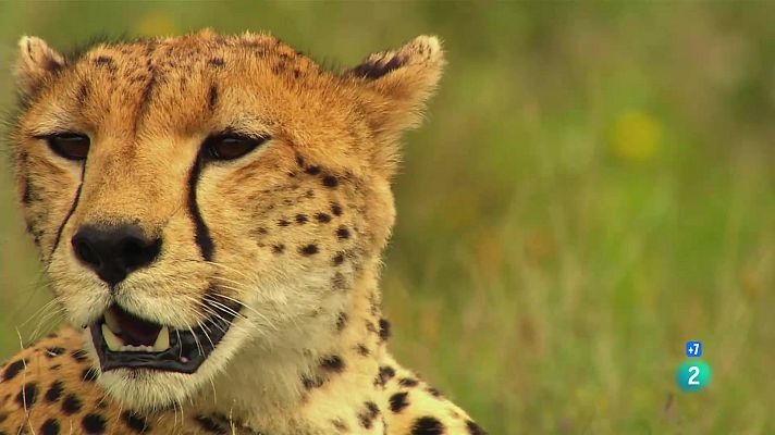 Som Documentals - El guepard, superar les dificultats