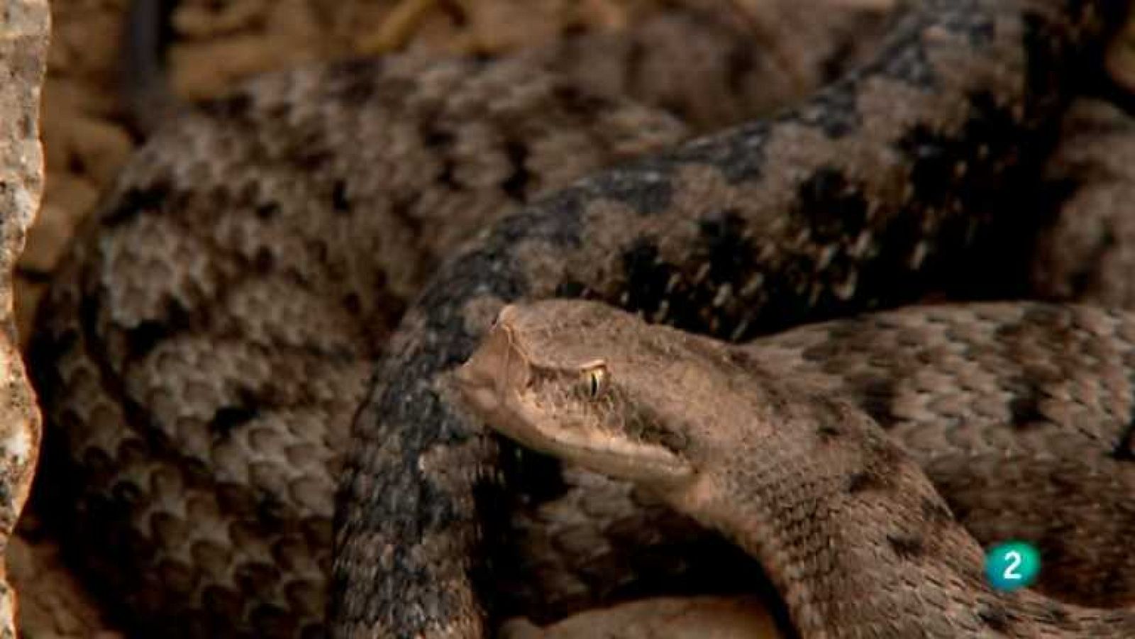 Biodiario - 03/01/13 - Ver ahora