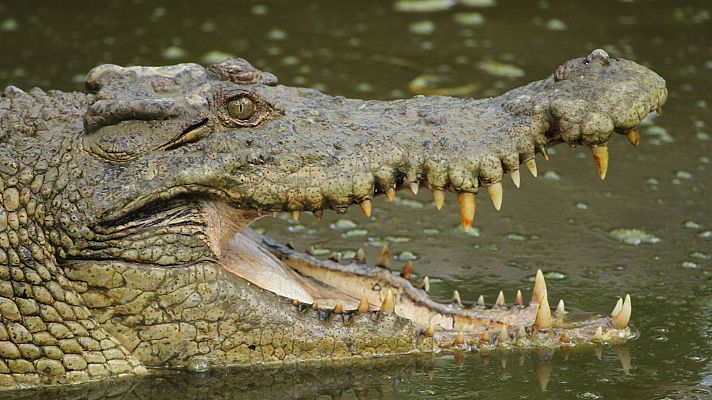 Cocodrilo con la boca abierta mostrando sus afilados dientes en un pantano.