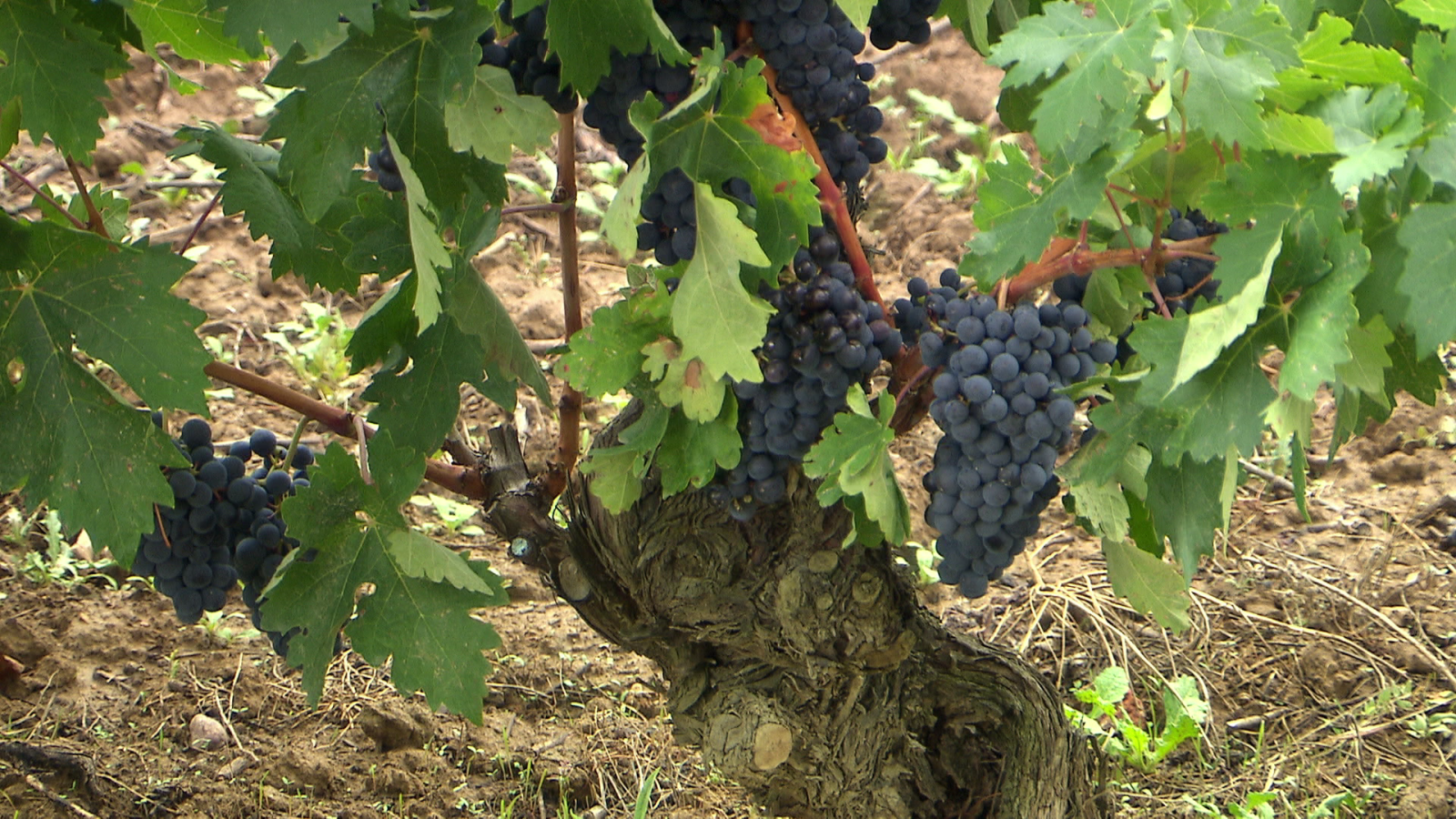 El escarabajo verde - Vino S.O.S. - ver ahora