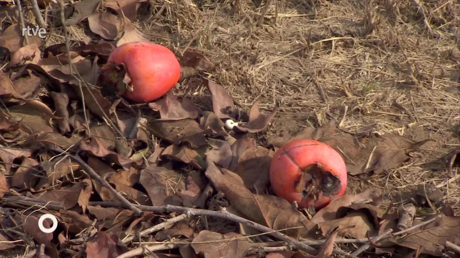 Agrosfera - 16/11/24 - ver ahora