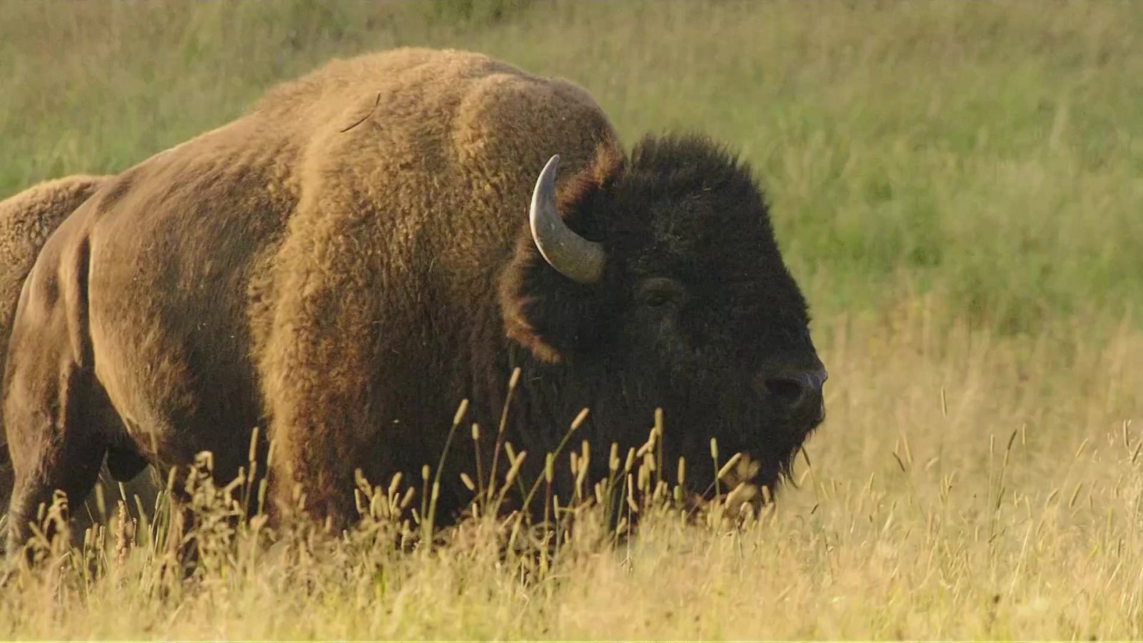 Grans Documentals - El bisó, emblema dels Estats Units - Veure ara