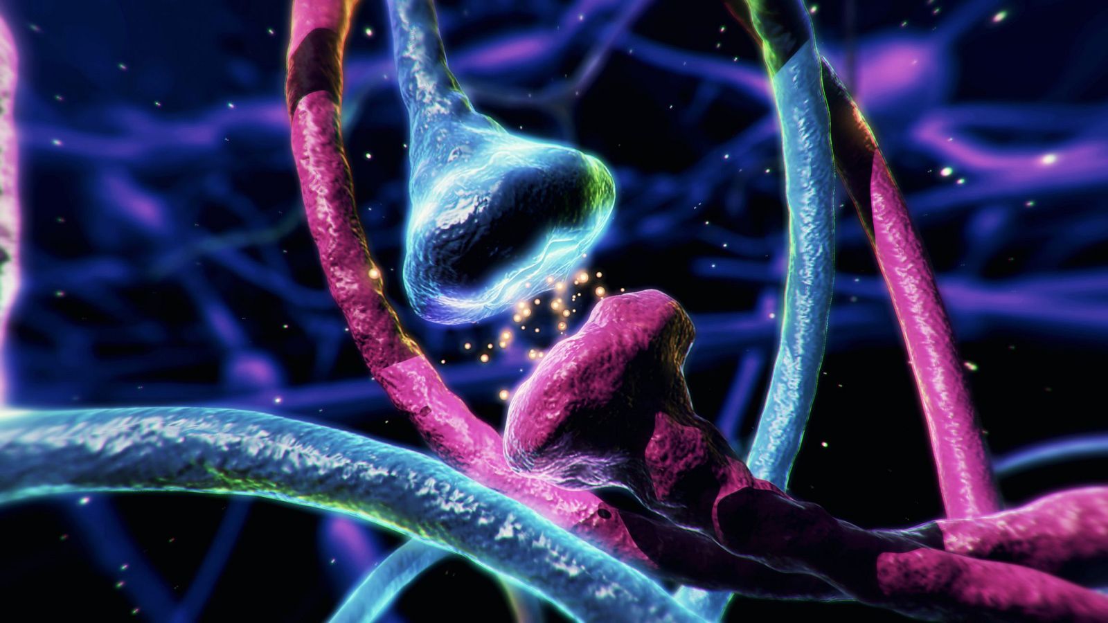 ¿Cuál es la conexión entre las hormonas y nuestro cerebro? - Saber vivir | Ver