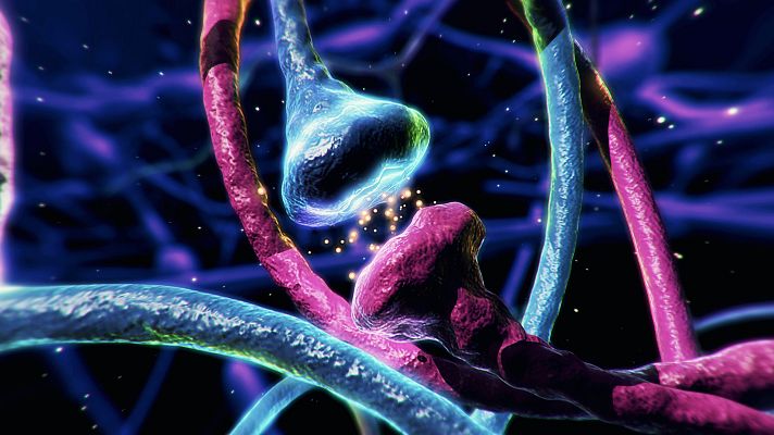 Saber vivir - Conexión hormonas cerebro en Saber Vivir