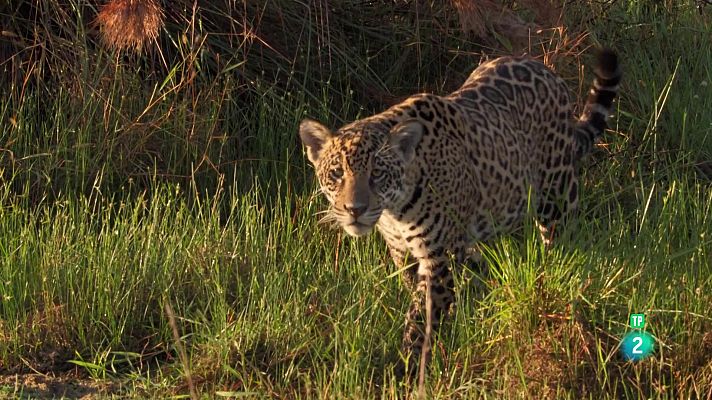 Som Documentals - Episodi 1: Frida, el cadell de jaguar