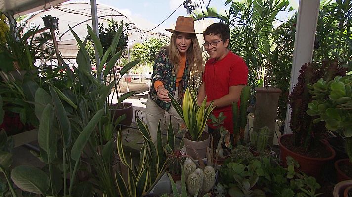 Va de verd - Propòsits d'una vida verda