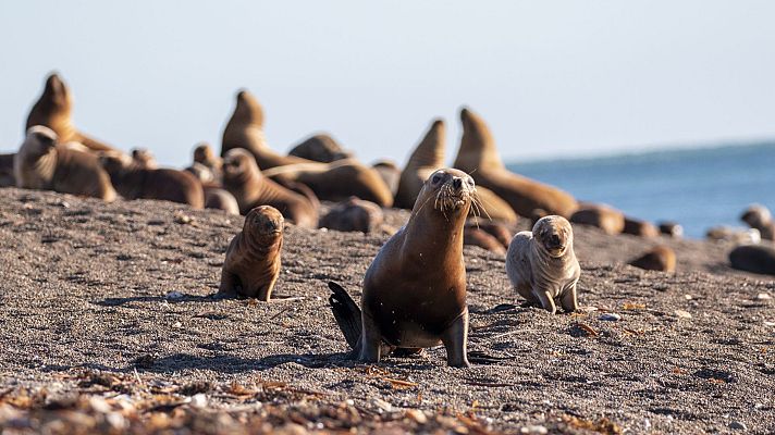 Los recién llegados de la naturaleza - Episodio 2: Lola, la cría de lobo marino
