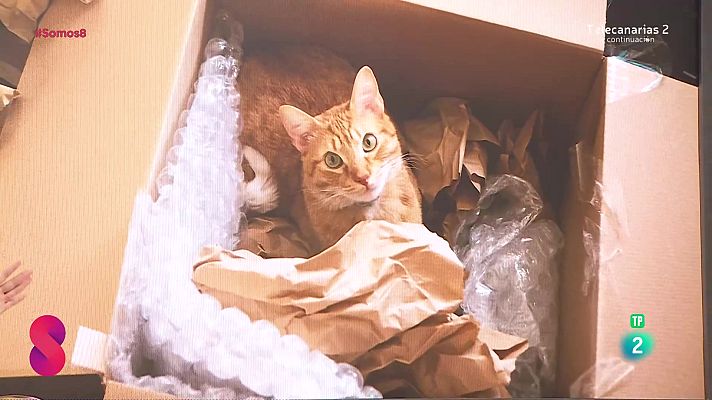 Somos 8 - Somos 8 - 19/11/2024