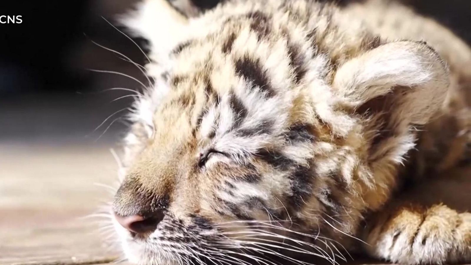 Tigres siberianos | Ver