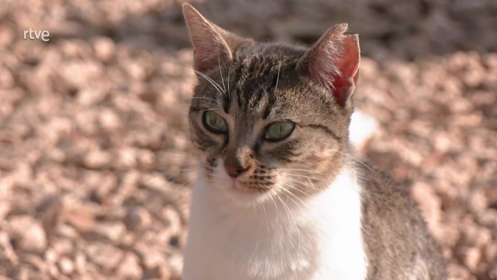 Aquí la Tierra - 20/11/24 - ver ahora