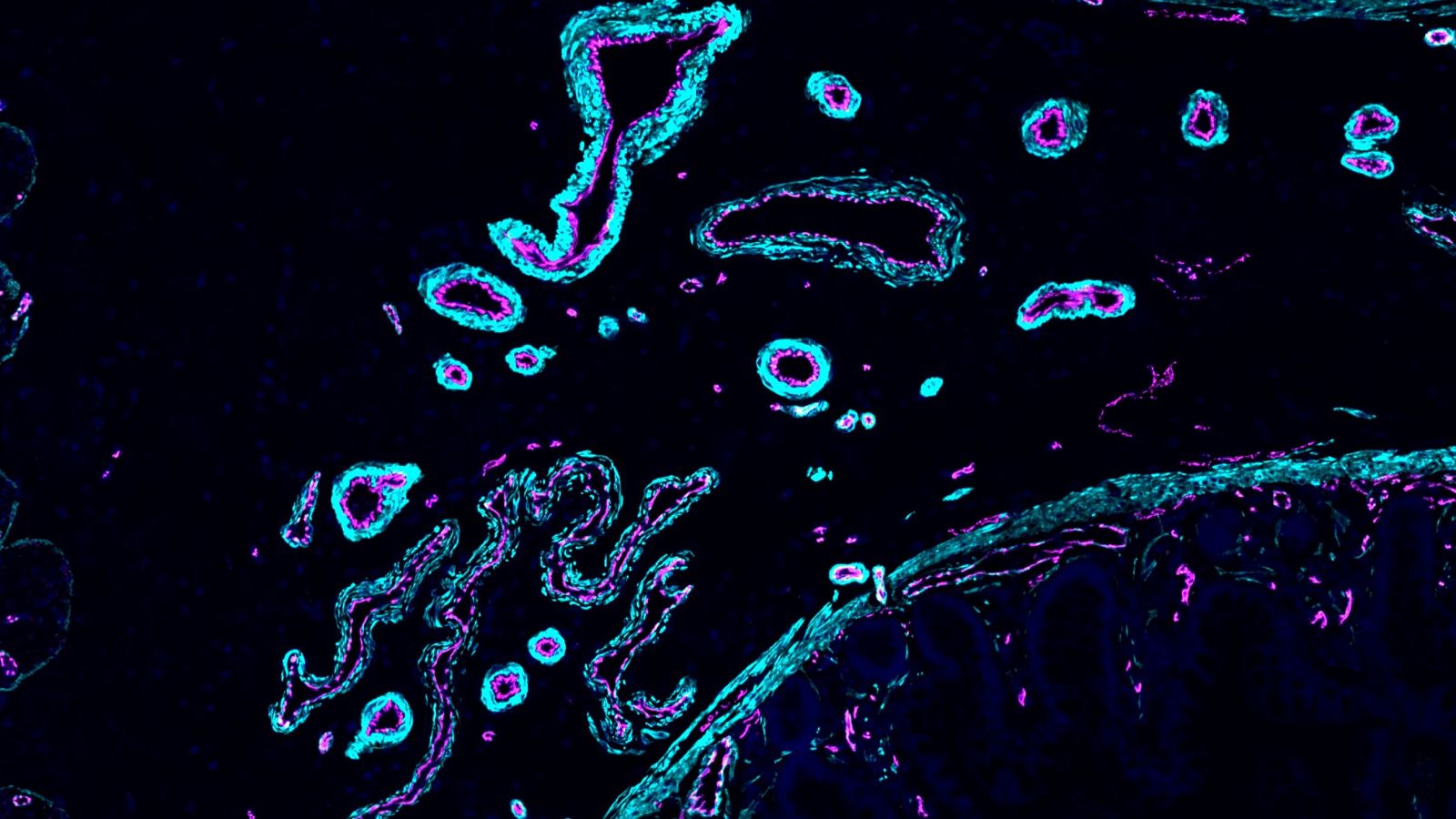 Atlas de las células humanas - Telediario 2 | Ver