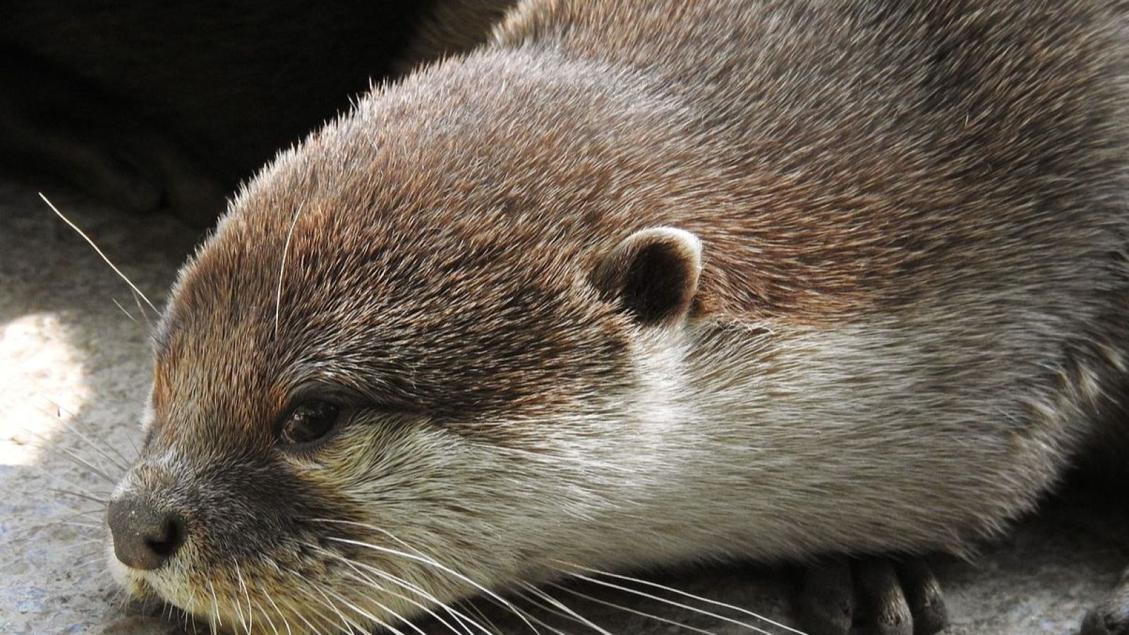 ¡Ostras! Que rico | Ver