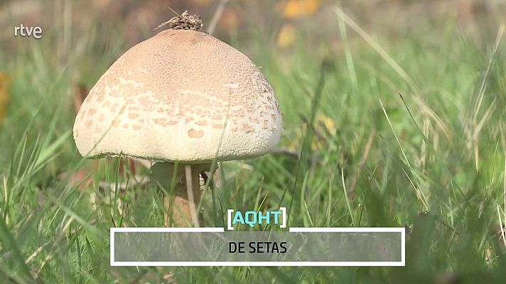 Aquí hay trabajo - De setas