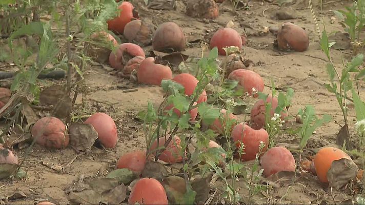 Agrosfera - Agrosfera - 23/11/24