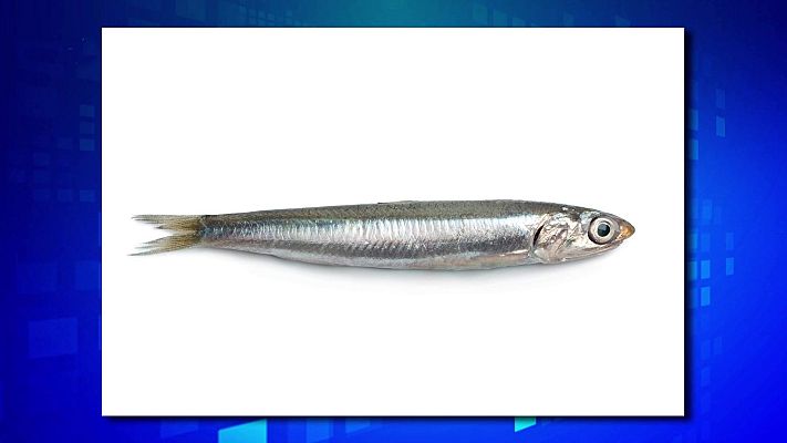 Saber y ganar - Saber y ganar. Edición de fin de semana - 24/11/24