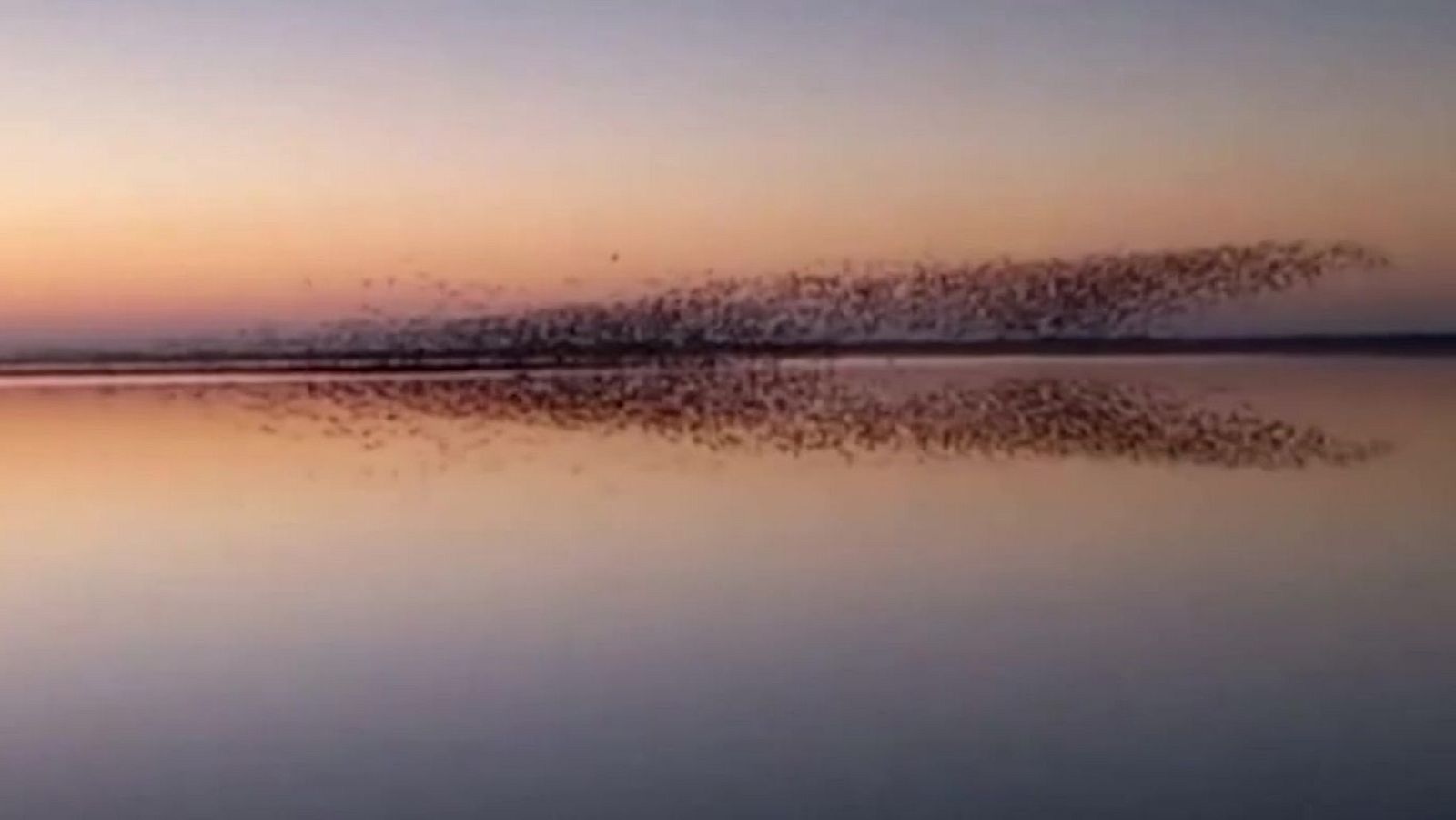 El baile de los estorninos | Ver