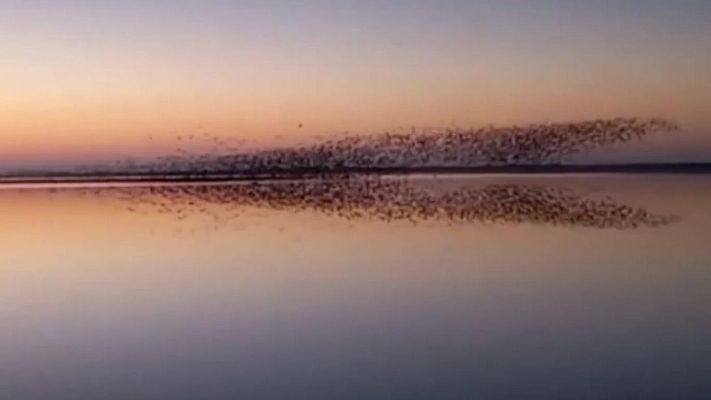 Aquí la Tierra - El baile de los estorninos