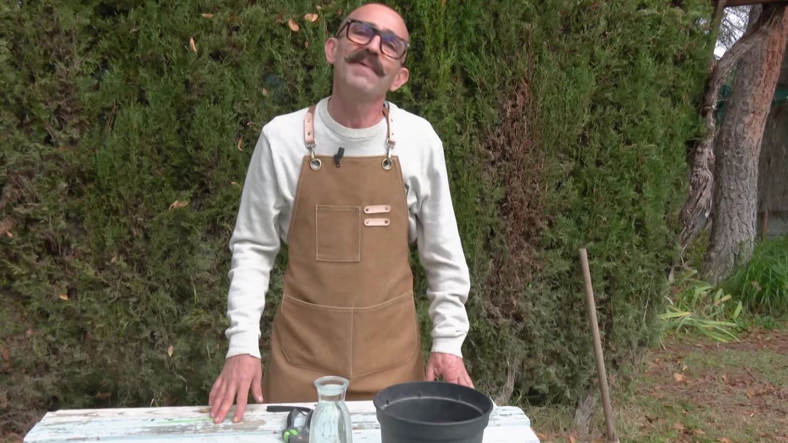 Plantas a raíz de esquejes | Ver