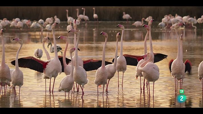 Som Documentals - El Mediterrani, la vida sota setge: Vellesa i renaixement