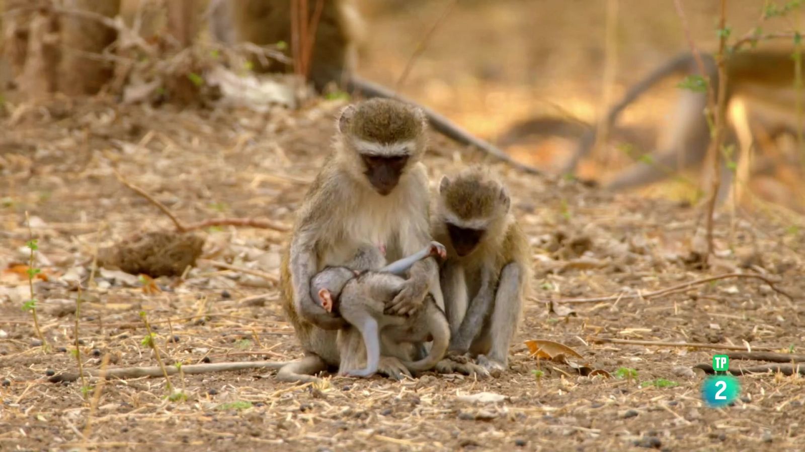 Grans Documentals - Zàmbia salvatge: La tropa del bosc - Veure ara