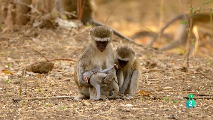 Som Documentals - Zàmbia salvatge: La tropa del bosc