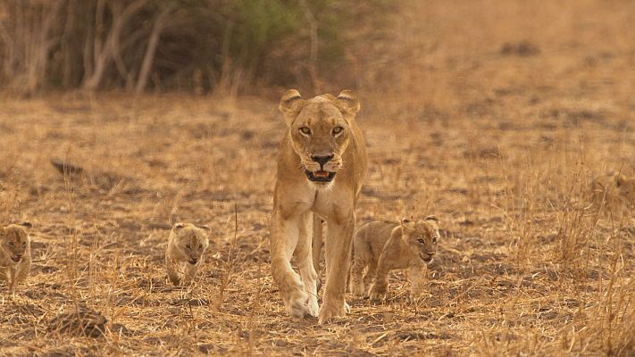 El viaje de la vida - Comienza la vida
