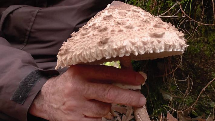 Aquí la Tierra - Juan en el reino de los hongos