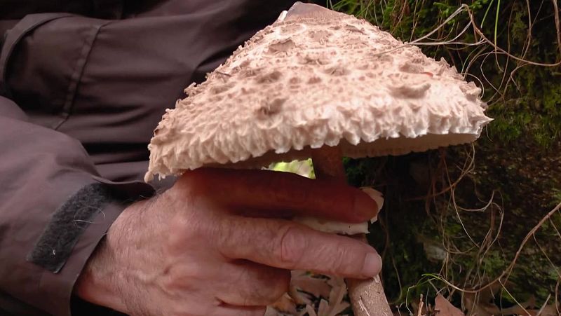 Juan en el reino de los hongos - Aquí la Tierra | Ver