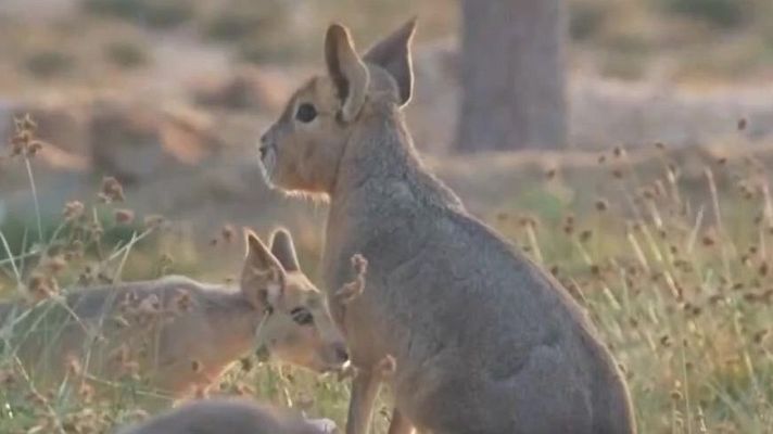 Aquí la Tierra - Mara patagónica