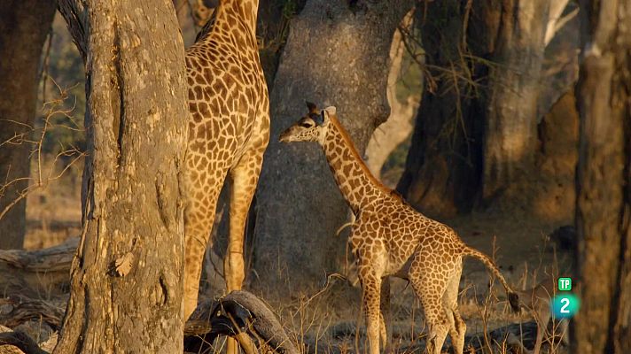 Som Documentals - El viatge de la vida: Comença la vida