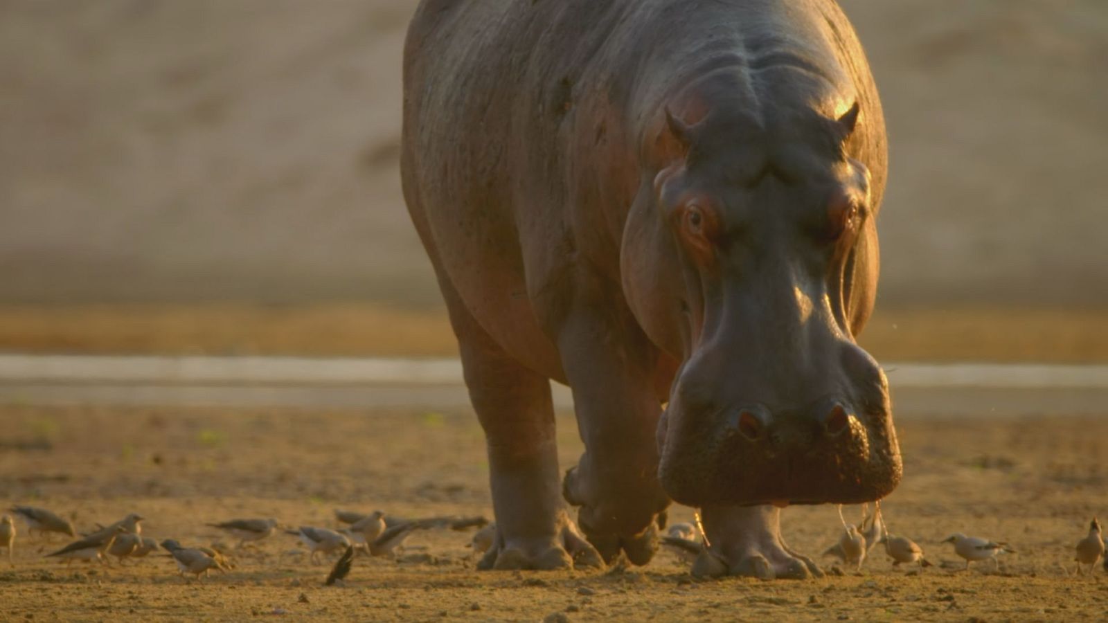 El viaje de la vida - Episodio 2: Lecciones de vida - ver ahora