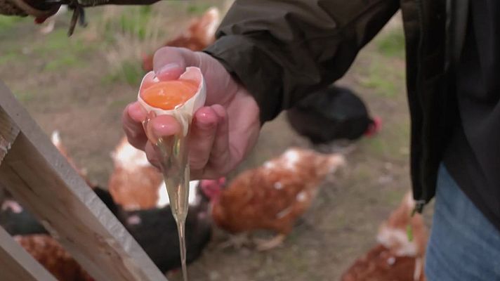 Aquí la Tierra - Un huevo de gallina de calidad