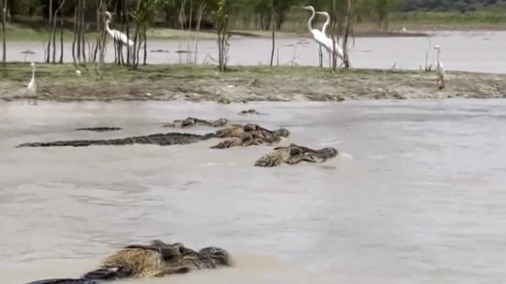 Aquí la Tierra - Navegar entre caimanes
