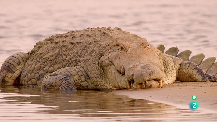 Som Documentals - El viatge de la vida: Llegats vitals