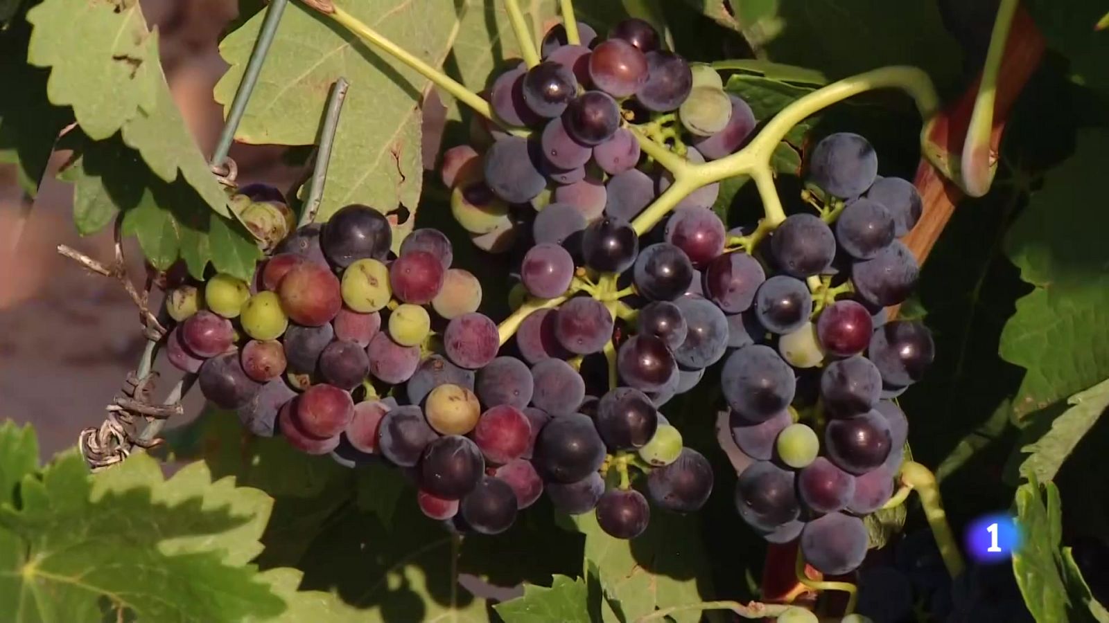 Informativo Telerioja - 28-11-2024 | Ver