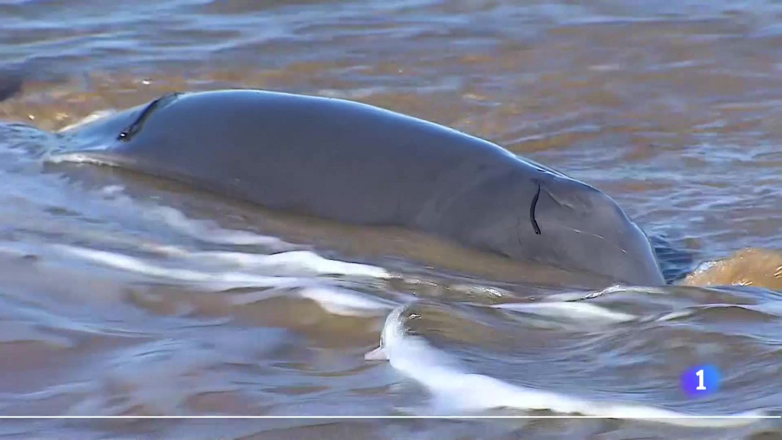 Asturias en 2' - 28/11/24 | Ver