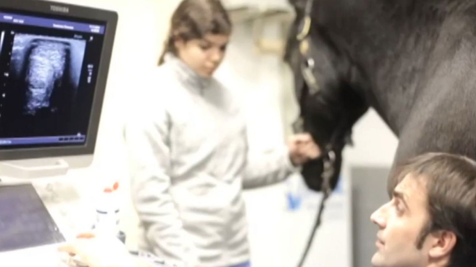 Así funciona el hospital ecuestre de la Madrid Horse Week | Ver