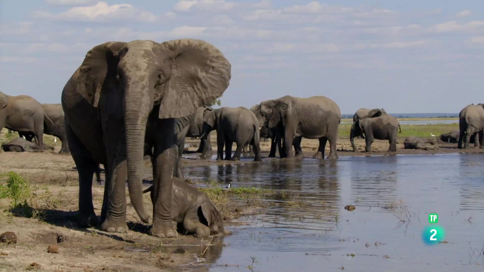 Grans Documentals - Elefants, canviant vides - Veure ara