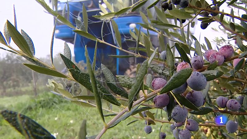 Informativo Telerioja 2 - 29-11-2024 - Informativo Telerioja | Ver