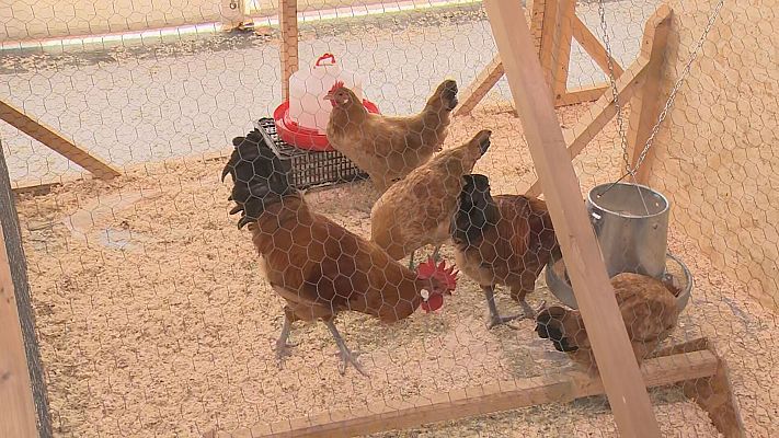 L'Informatiu - La Fira Avícola del Prat apunta al Nadal