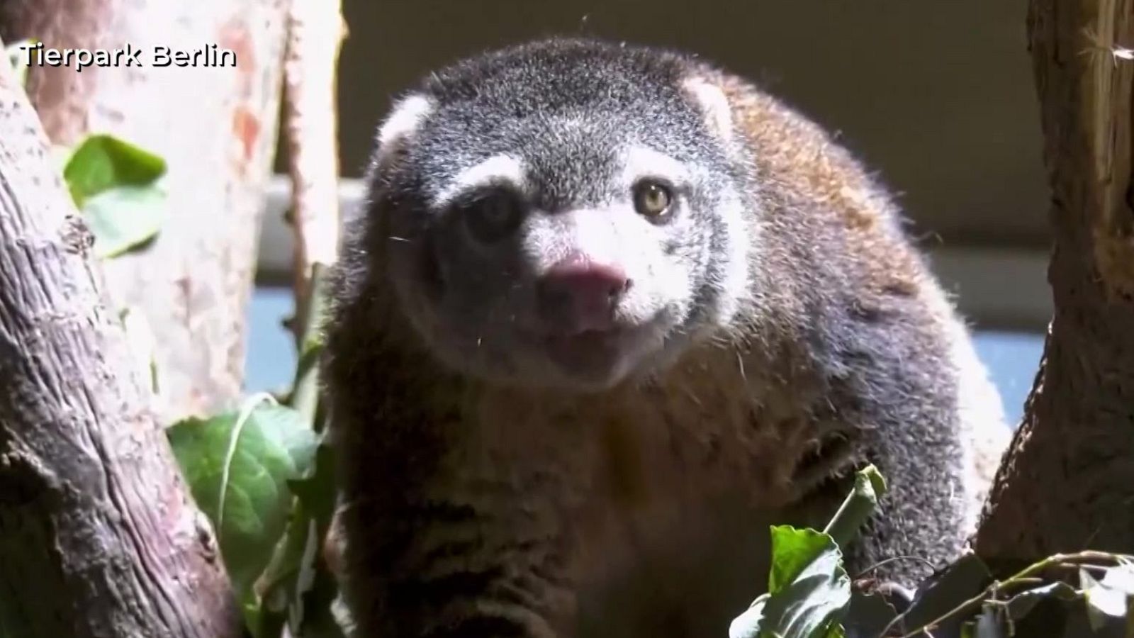 El misterioso cuscús oso | Ver