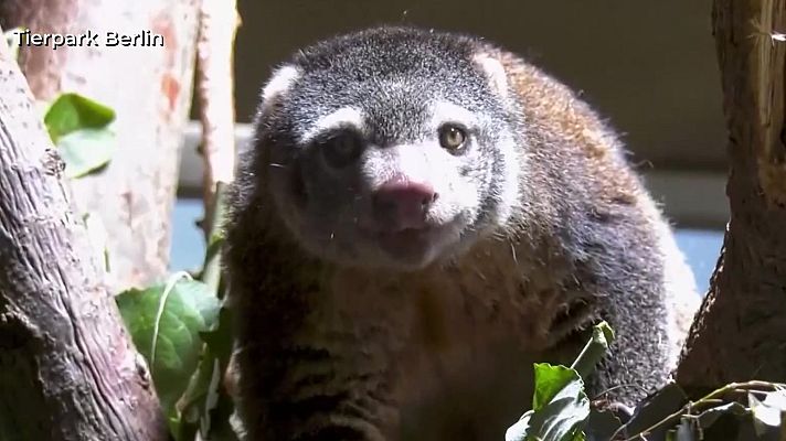 Aquí la Tierra - El misterioso cuscús oso