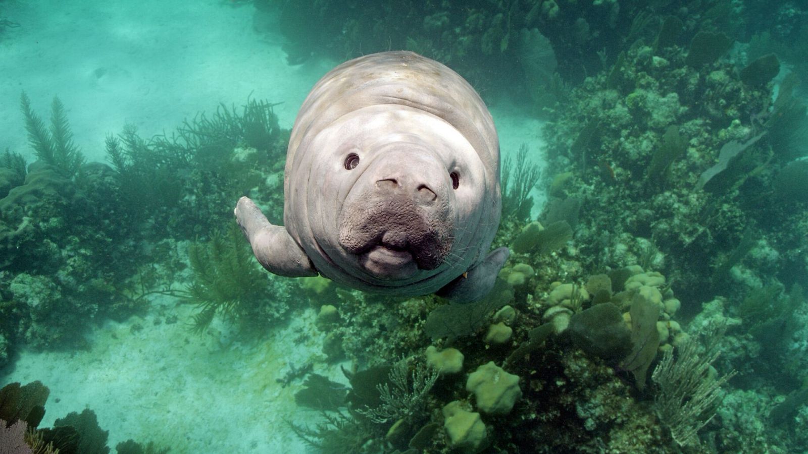 Espiando en el océano - Episodio 2: Sentimientos - ver ahora