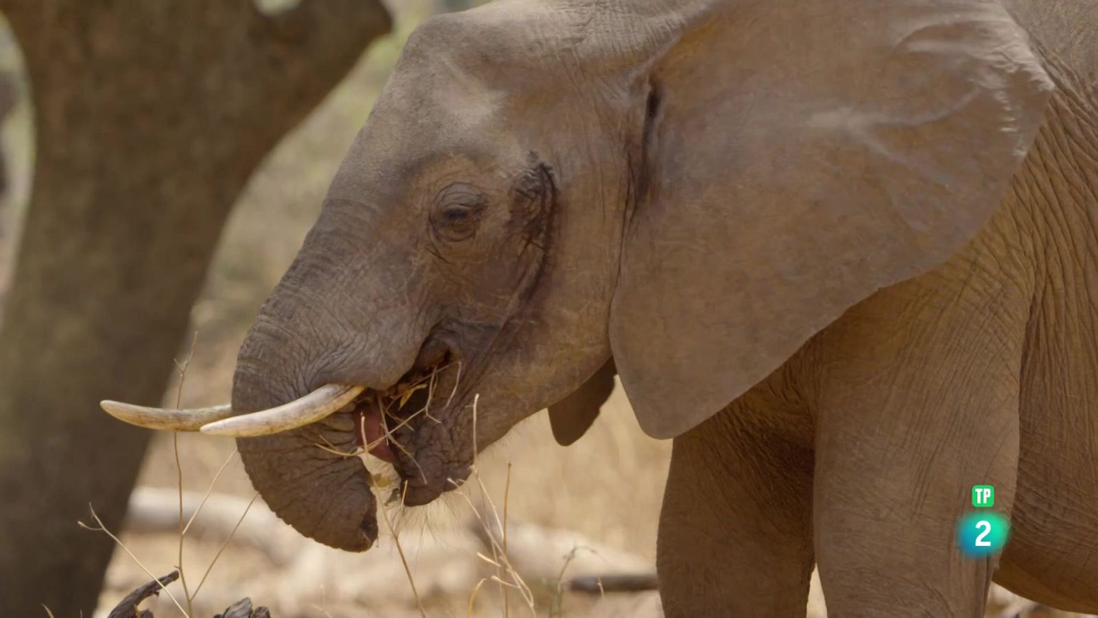 Grans Documentals - Zàmbia salvatge: Chilena i el seu germà - Veure ara
