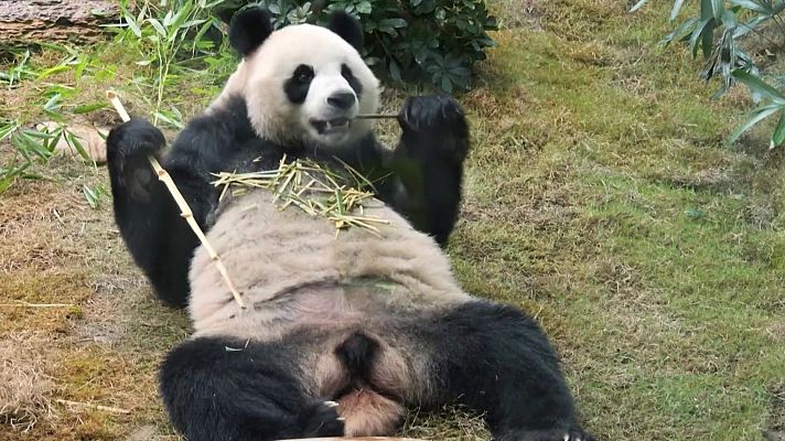 Aquí la Tierra - Pandas famosos y con personalidad