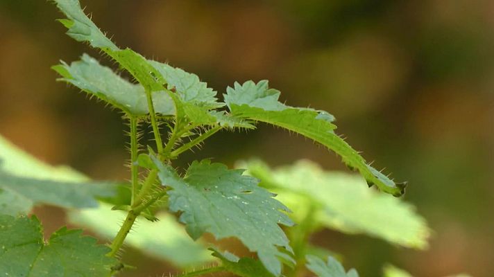 Aquí la Tierra - El reino bajo nuestros pies