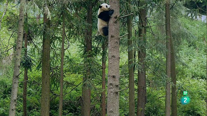 Som Documentals - Quatre estacions al regne de l'os panda: Aprendre en llibertat