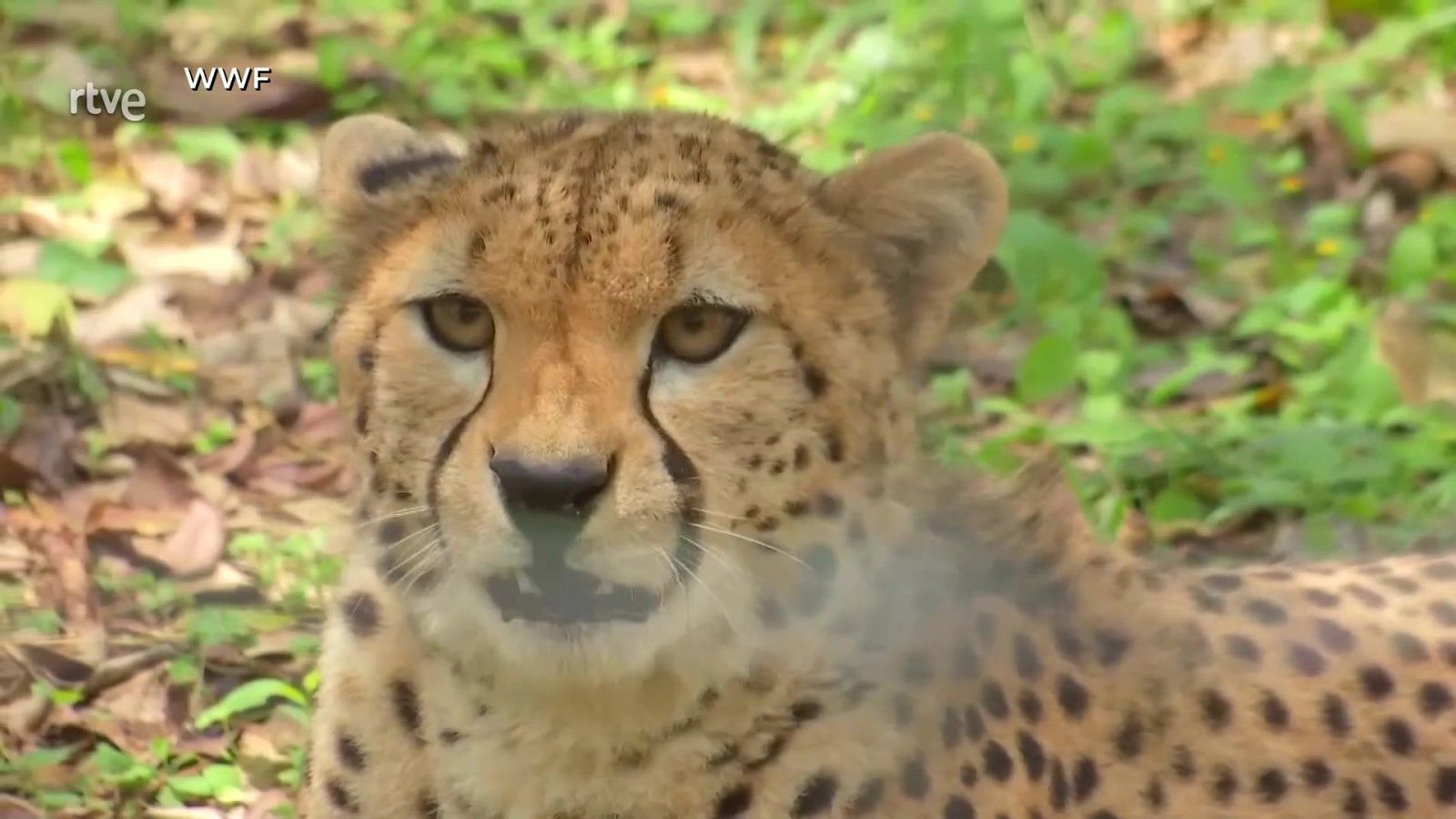 El rey de la velocidad | Ver