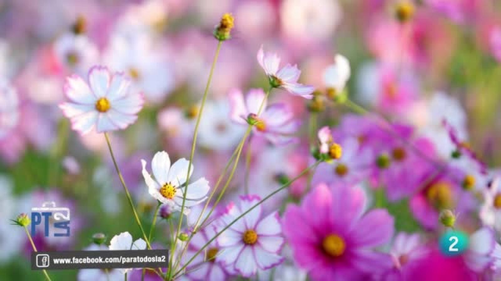 Evelyn Segura y las plantas en invierno - Para todos La 2 | Ver
