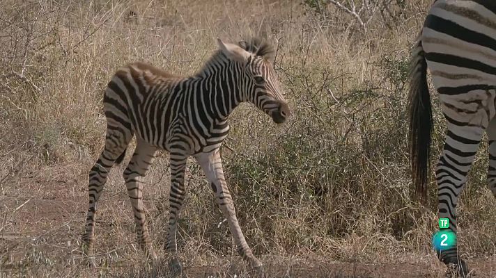 Som Documentals - La zebra afortunada